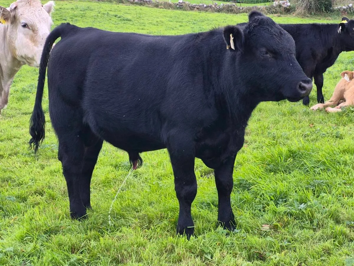 Pedigree Angus Bull - Image 3