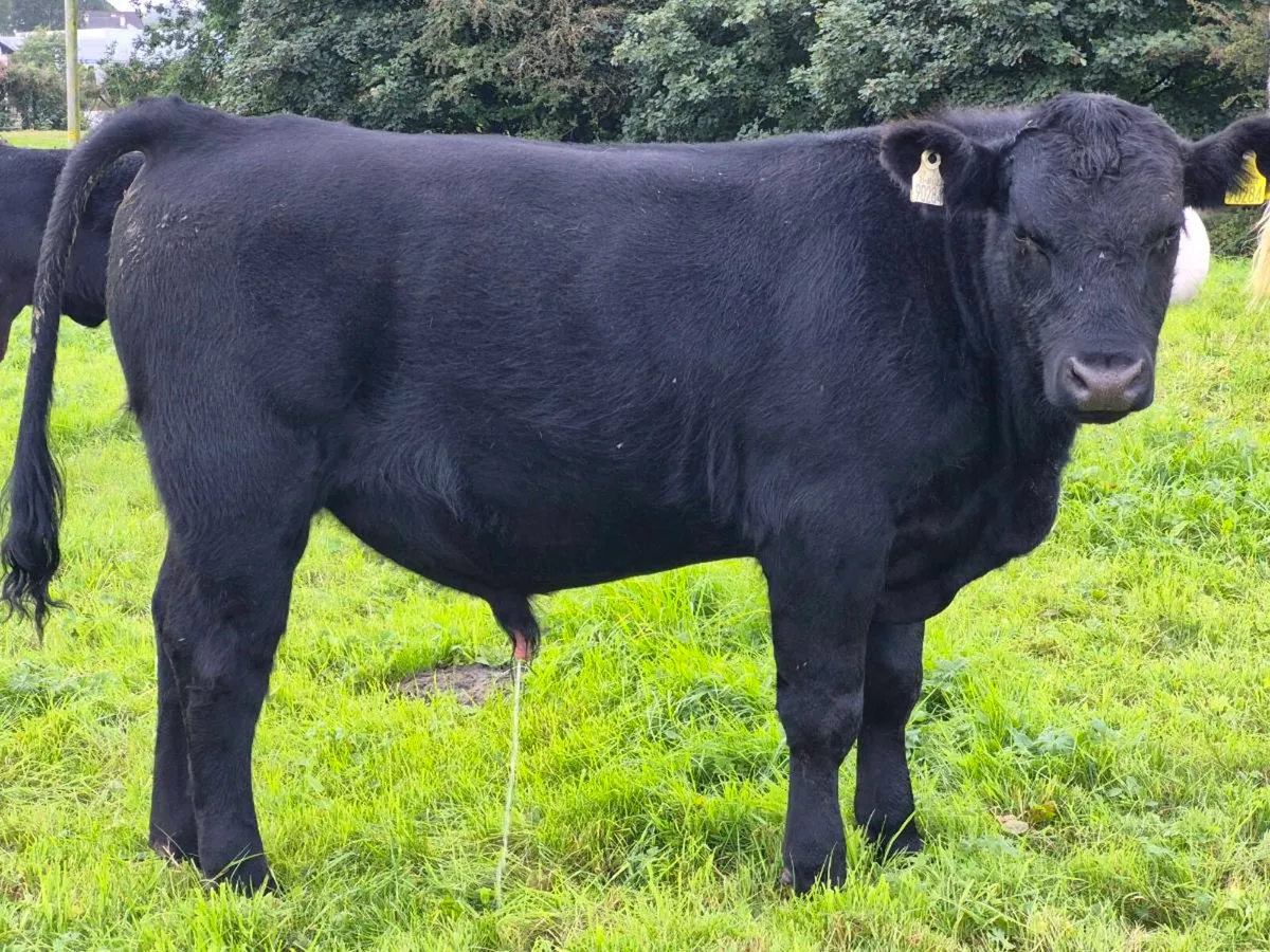 Pedigree Angus Bull - Image 4