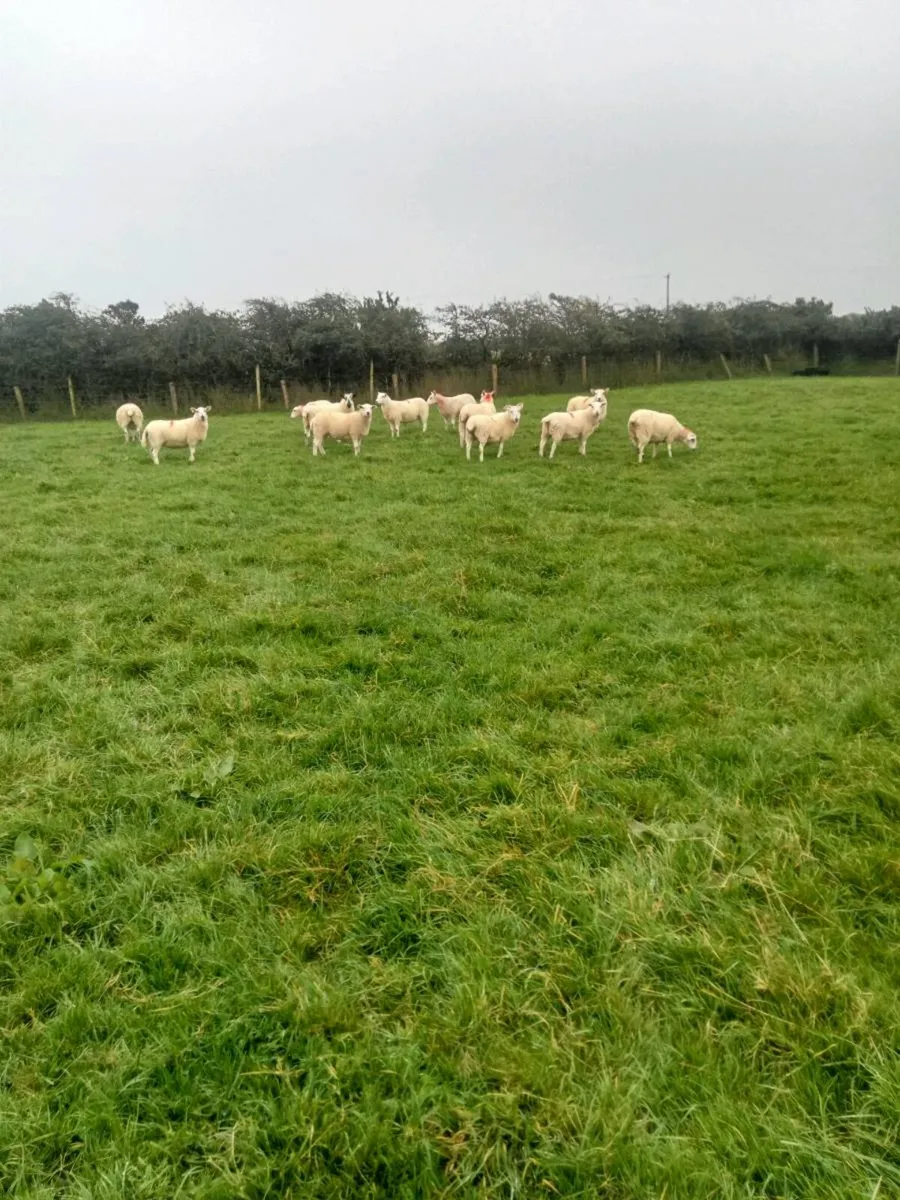 12 Texel & Μule Hogget Ewes Dingle Mart 12th Sept
