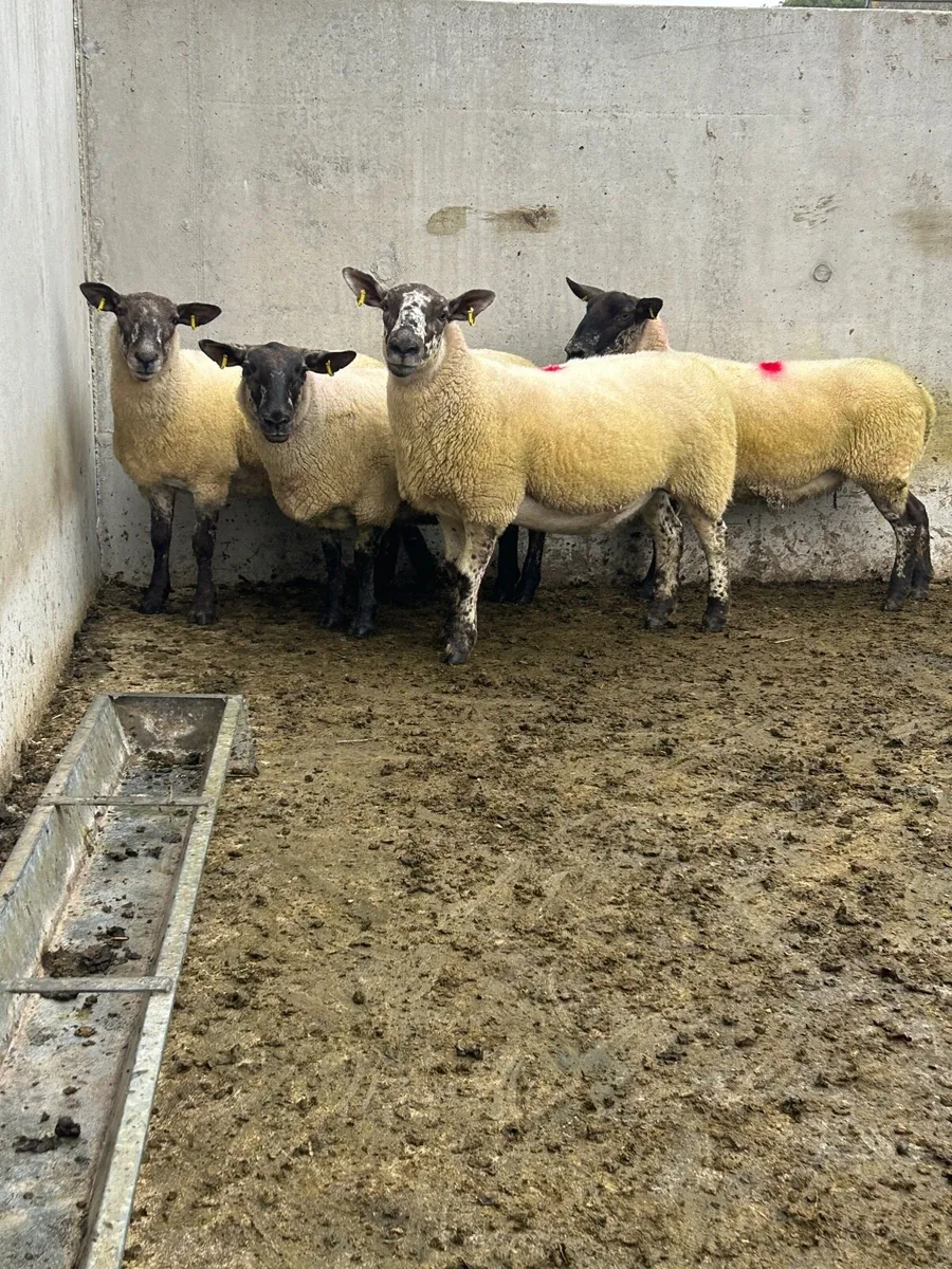 Suffolk Cheviot ewe - Image 1