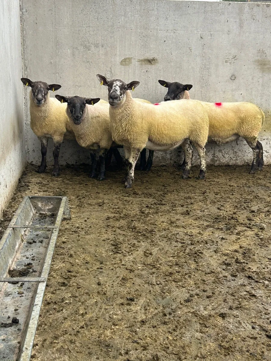 Suffolk Cheviot ewe - Image 2