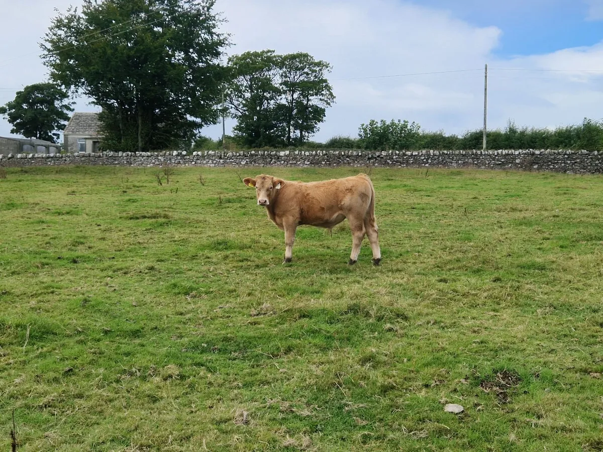 7 Charolais Bull Weanlings - Image 2