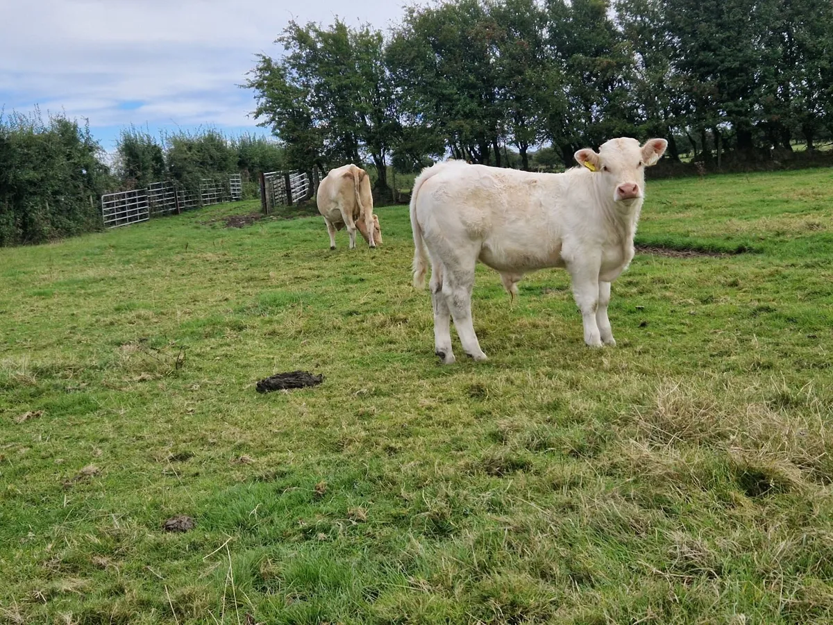 7 Charolais Bull Weanlings - Image 3