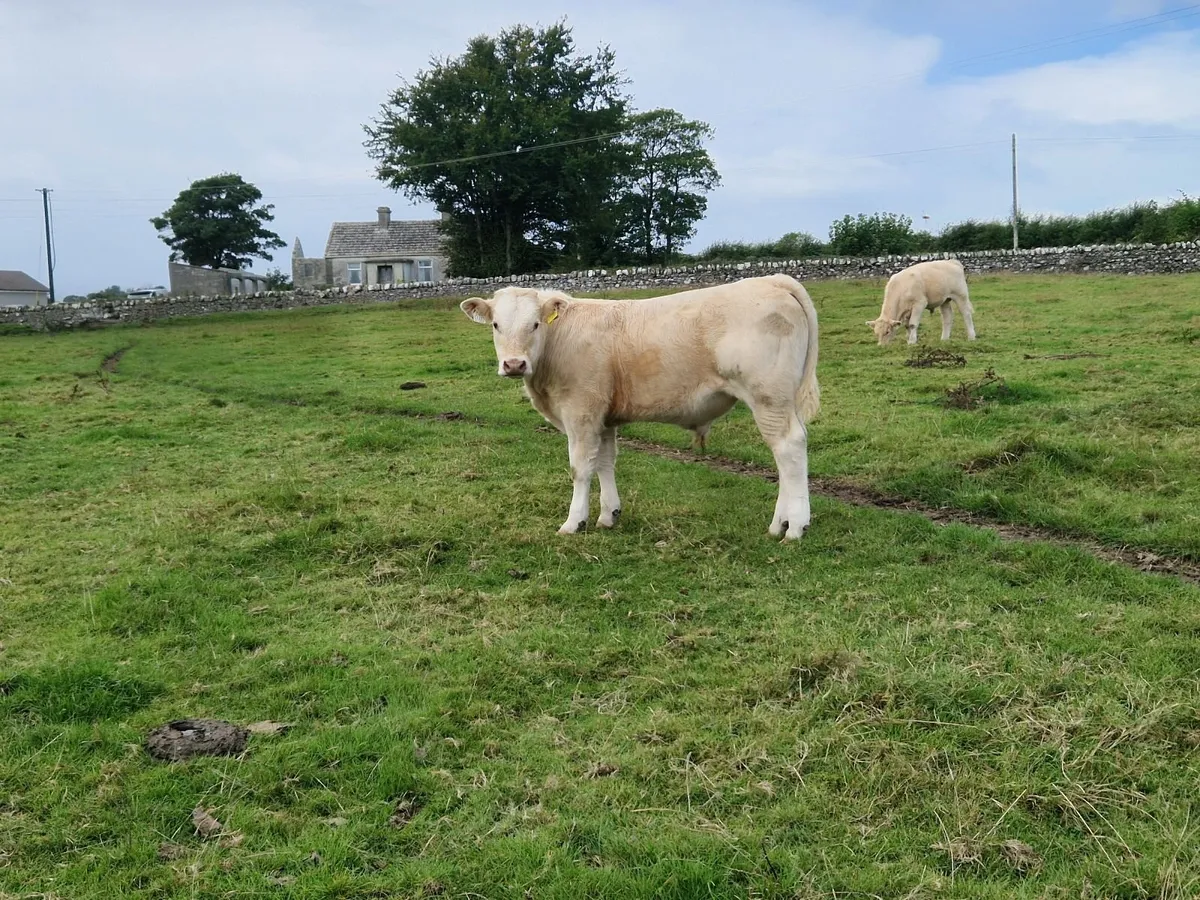 7 Charolais Bull Weanlings - Image 4