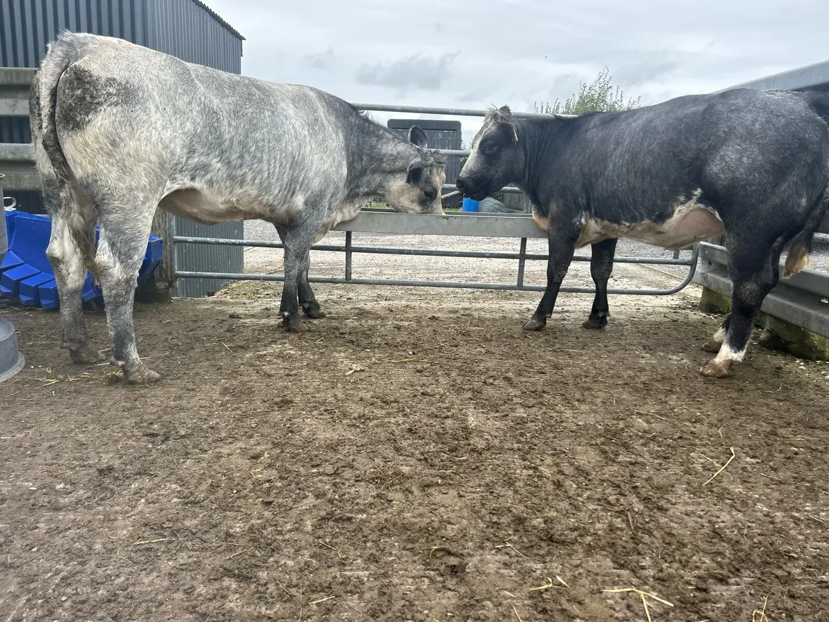 2 Blue Springing Heifers - Image 2
