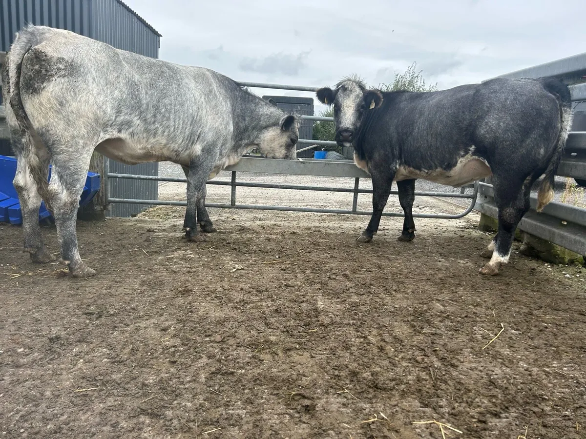 2 Blue Springing Heifers - Image 3