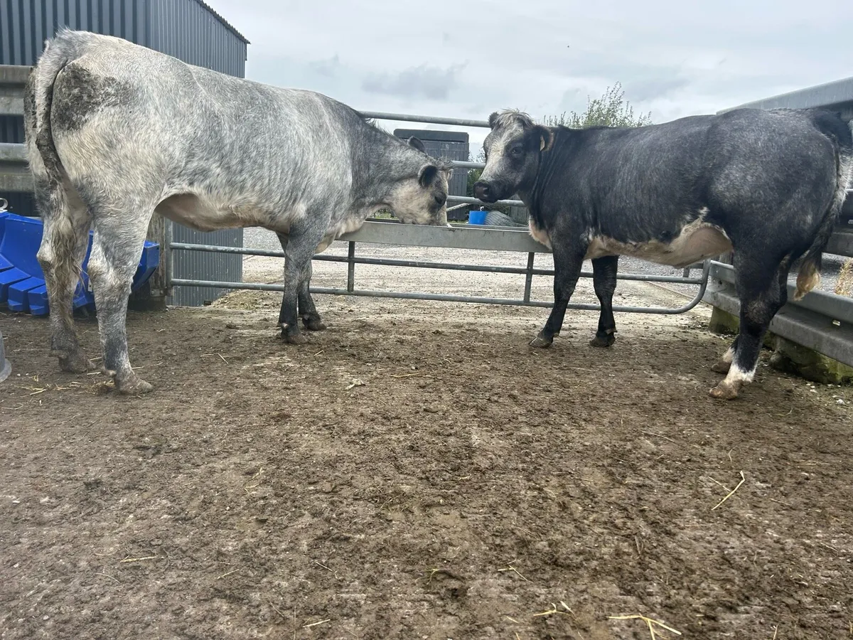 2 Blue Springing Heifers - Image 4