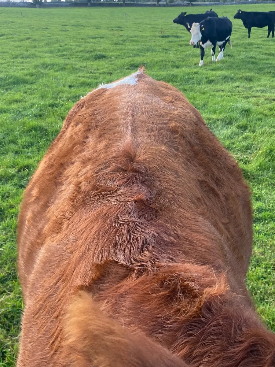 Angus Hereford Bullocks & Heifers - Image 2