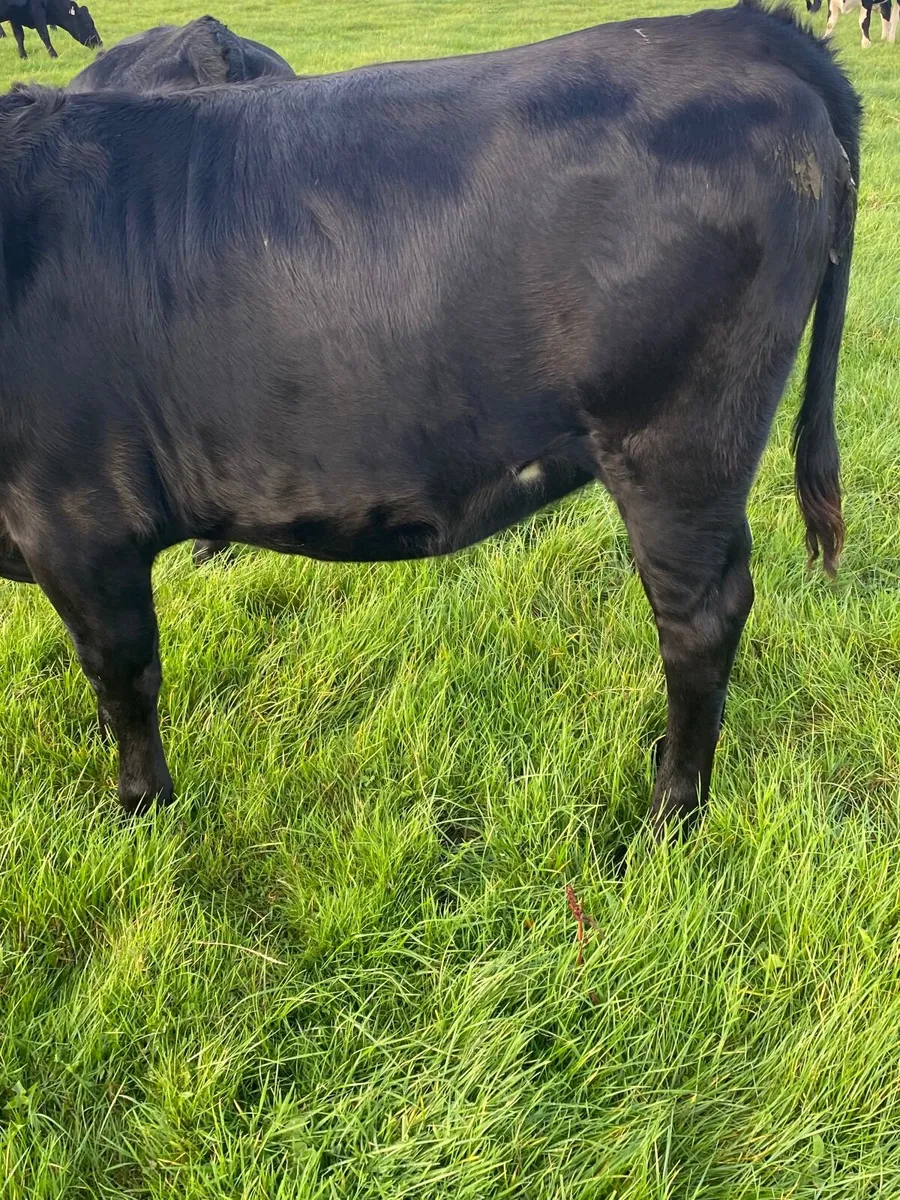 Angus Hereford Bullocks & Heifers - Image 4