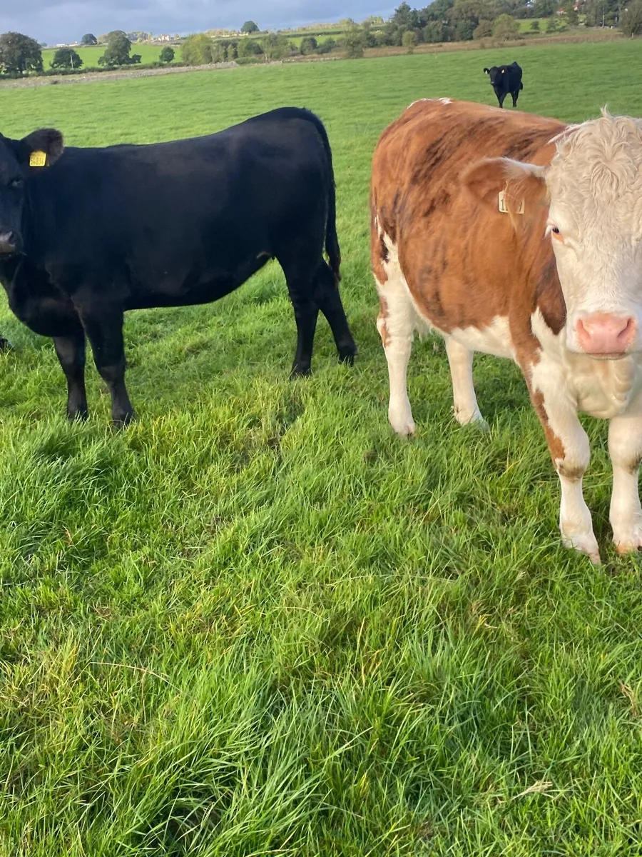 Angus Hereford Bullocks & Heifers - Image 3