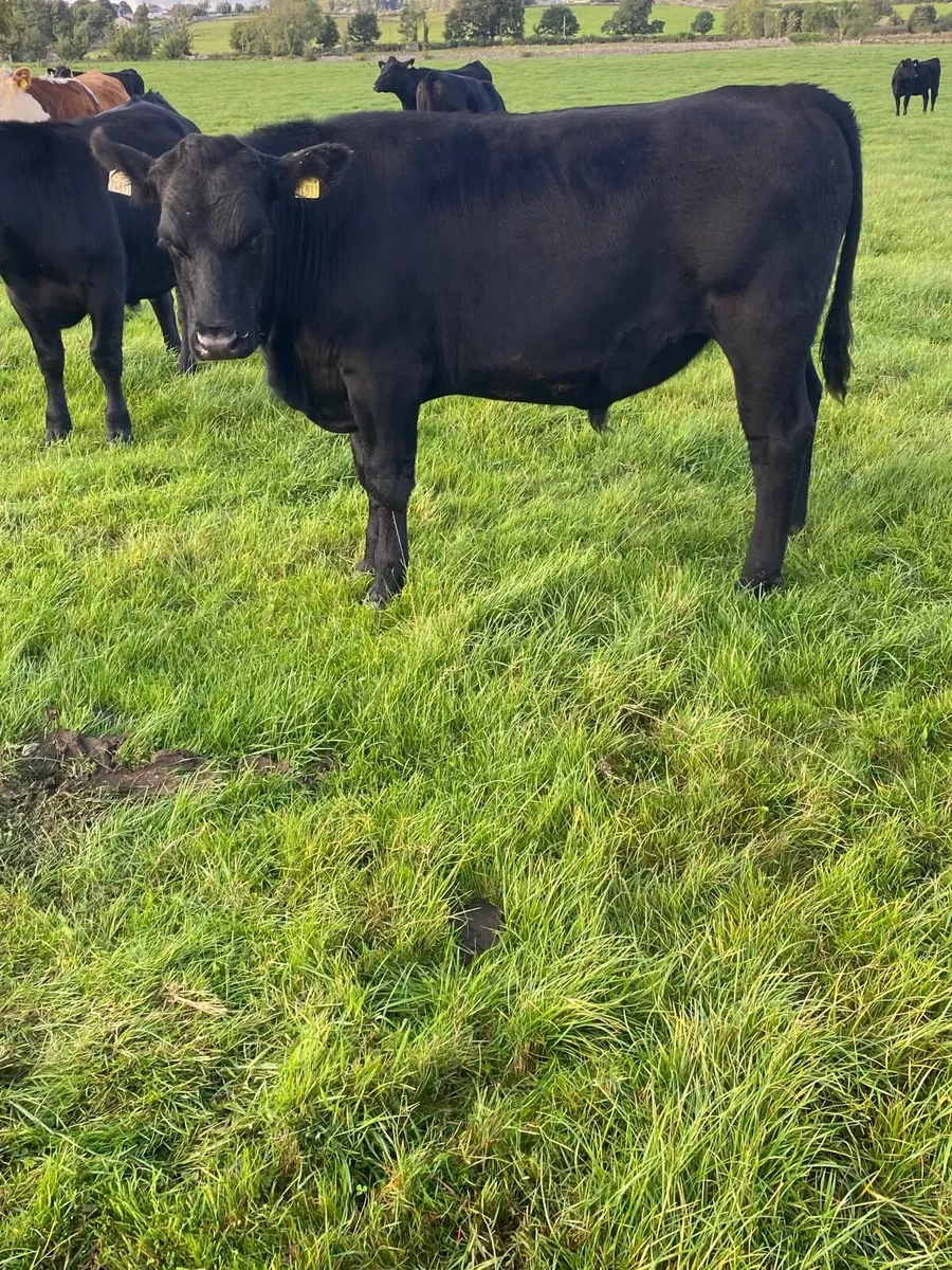 Angus Hereford Bullocks & Heifers - Image 1