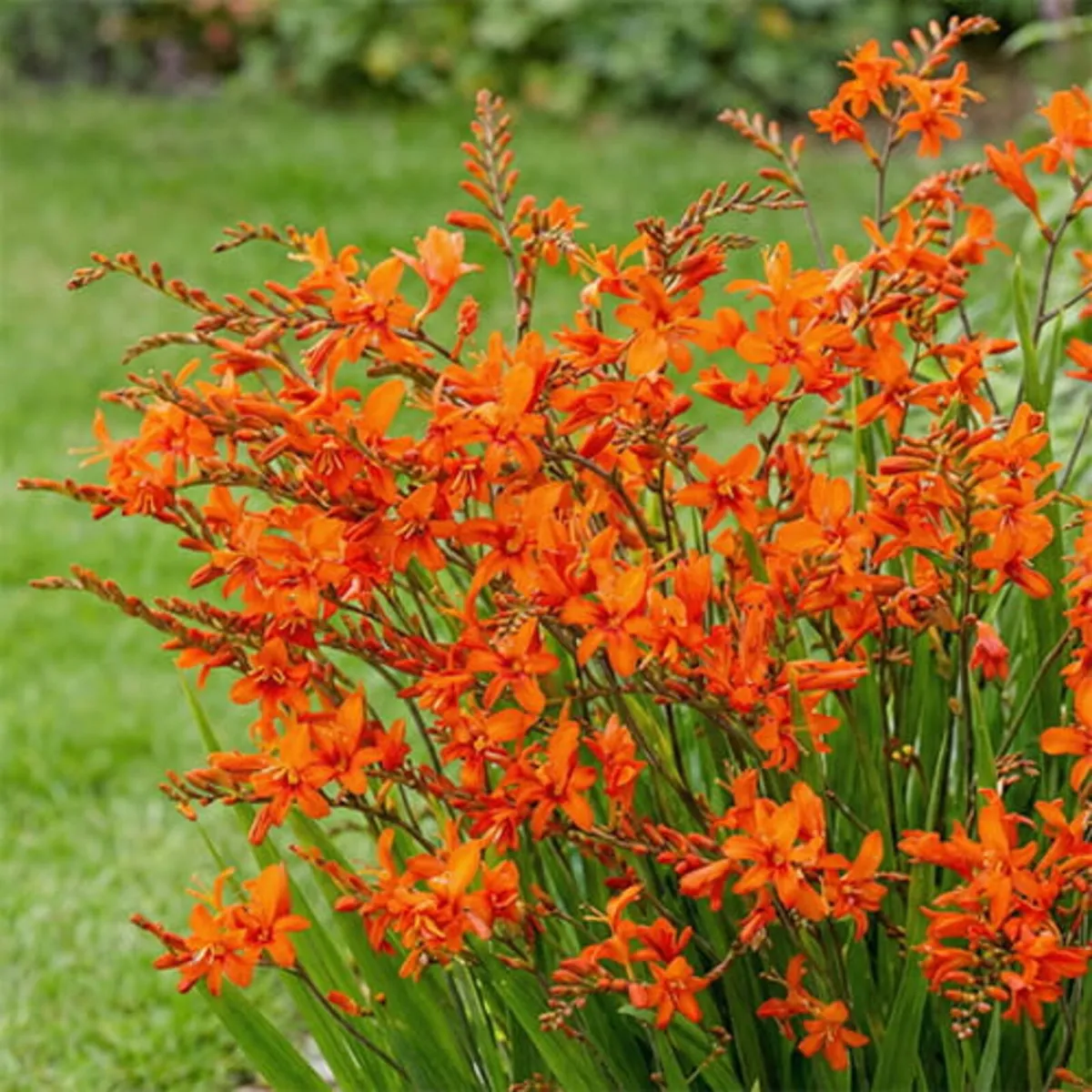 Monbretia