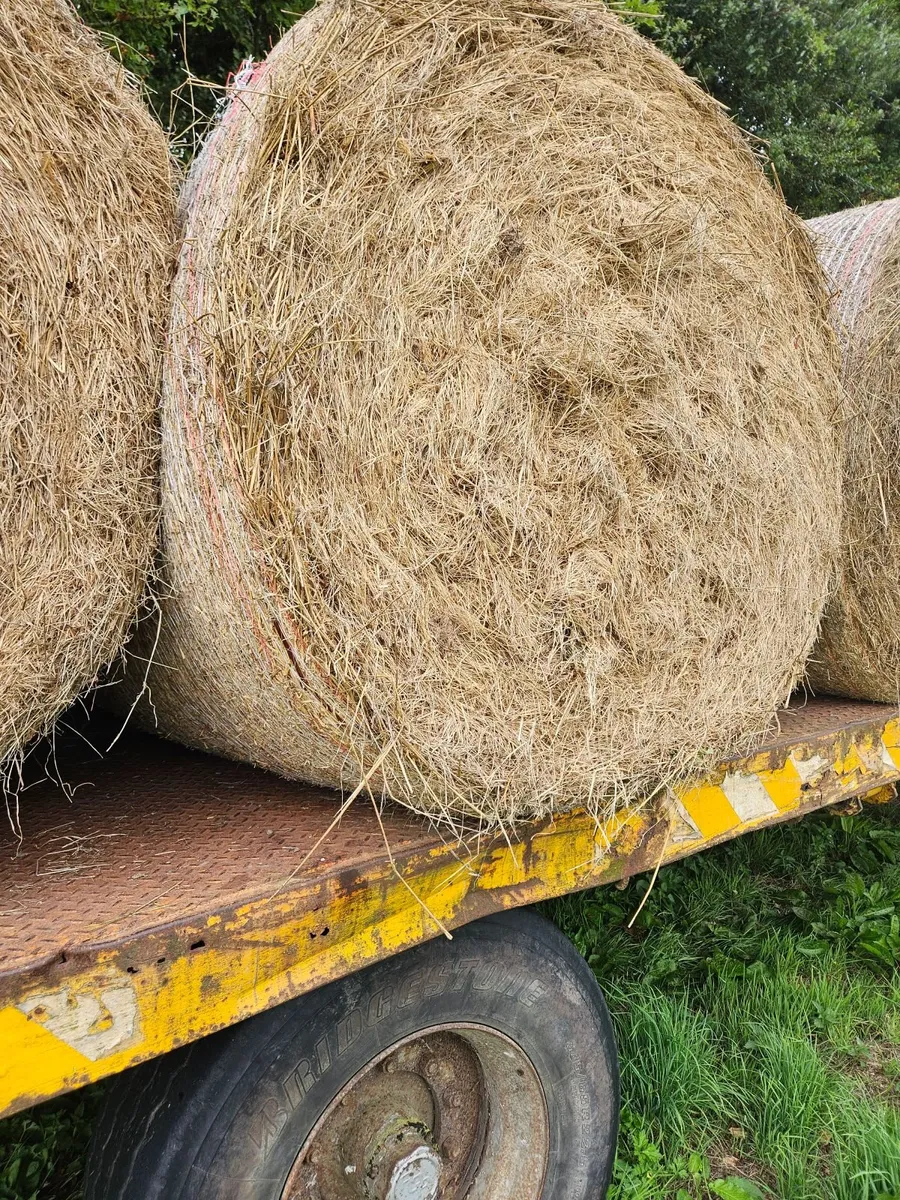 Hay