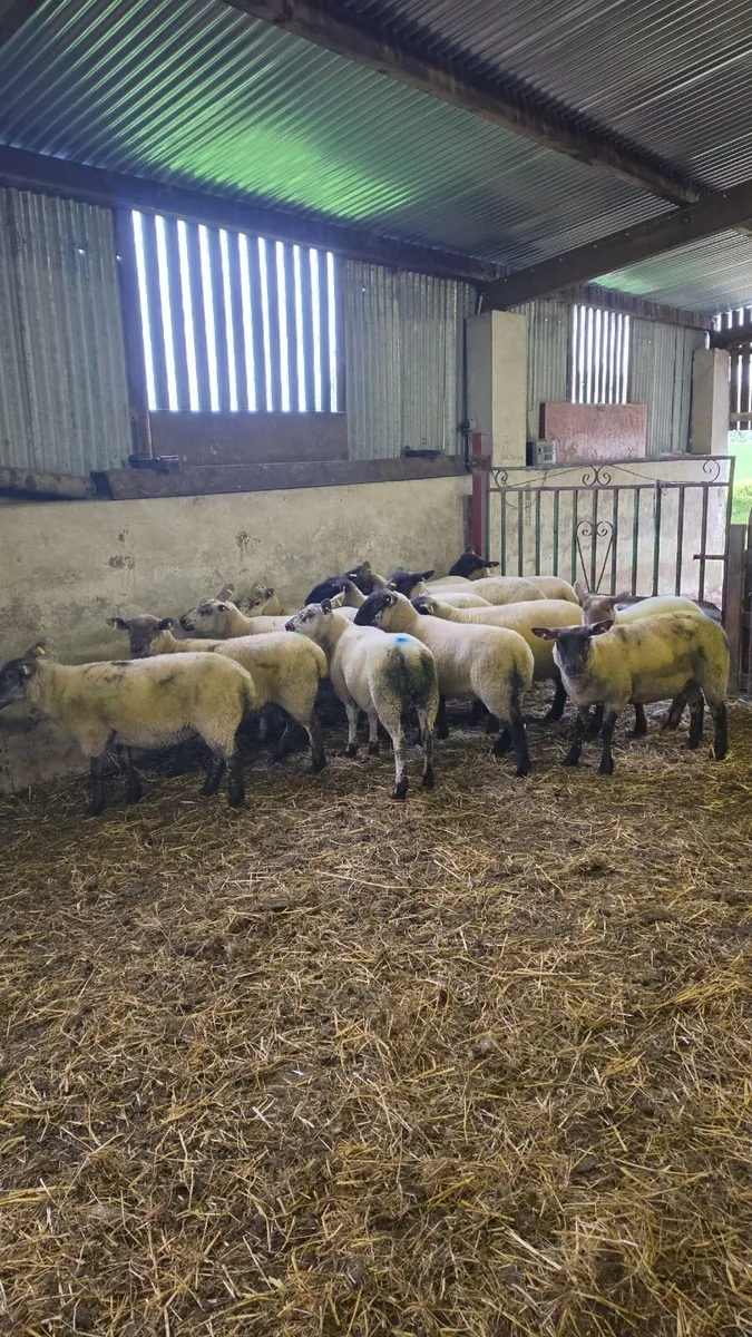 Hogget ewes - Image 2