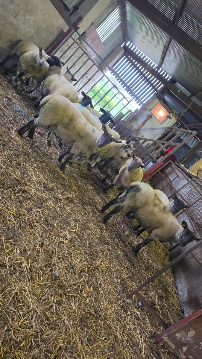 Hogget ewes - Image 3