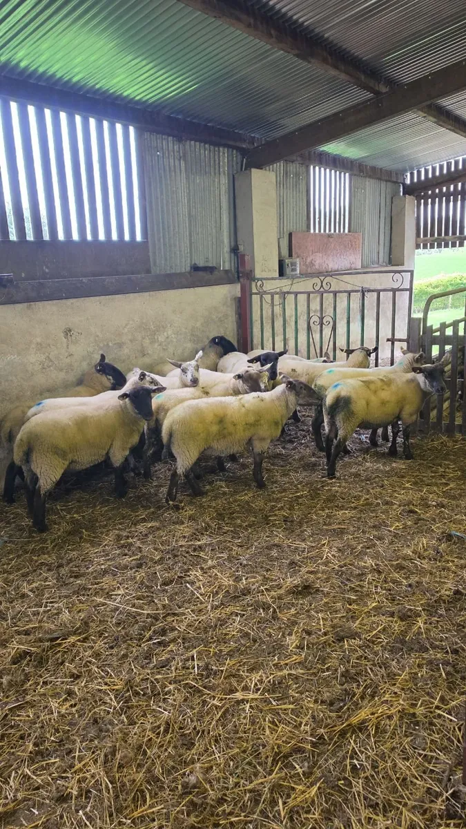 Hogget ewes - Image 1