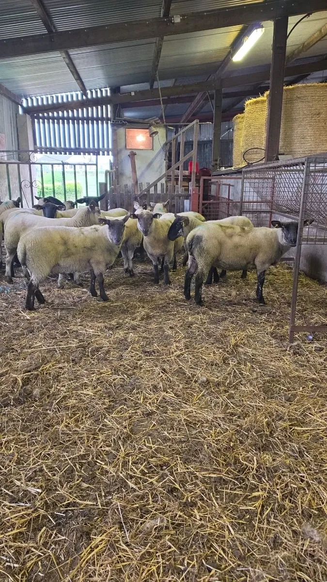 Hogget ewes - Image 4