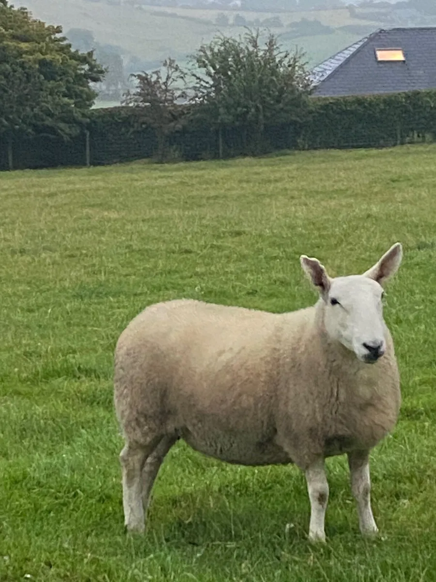 North country Cheviot hoggets - Image 1