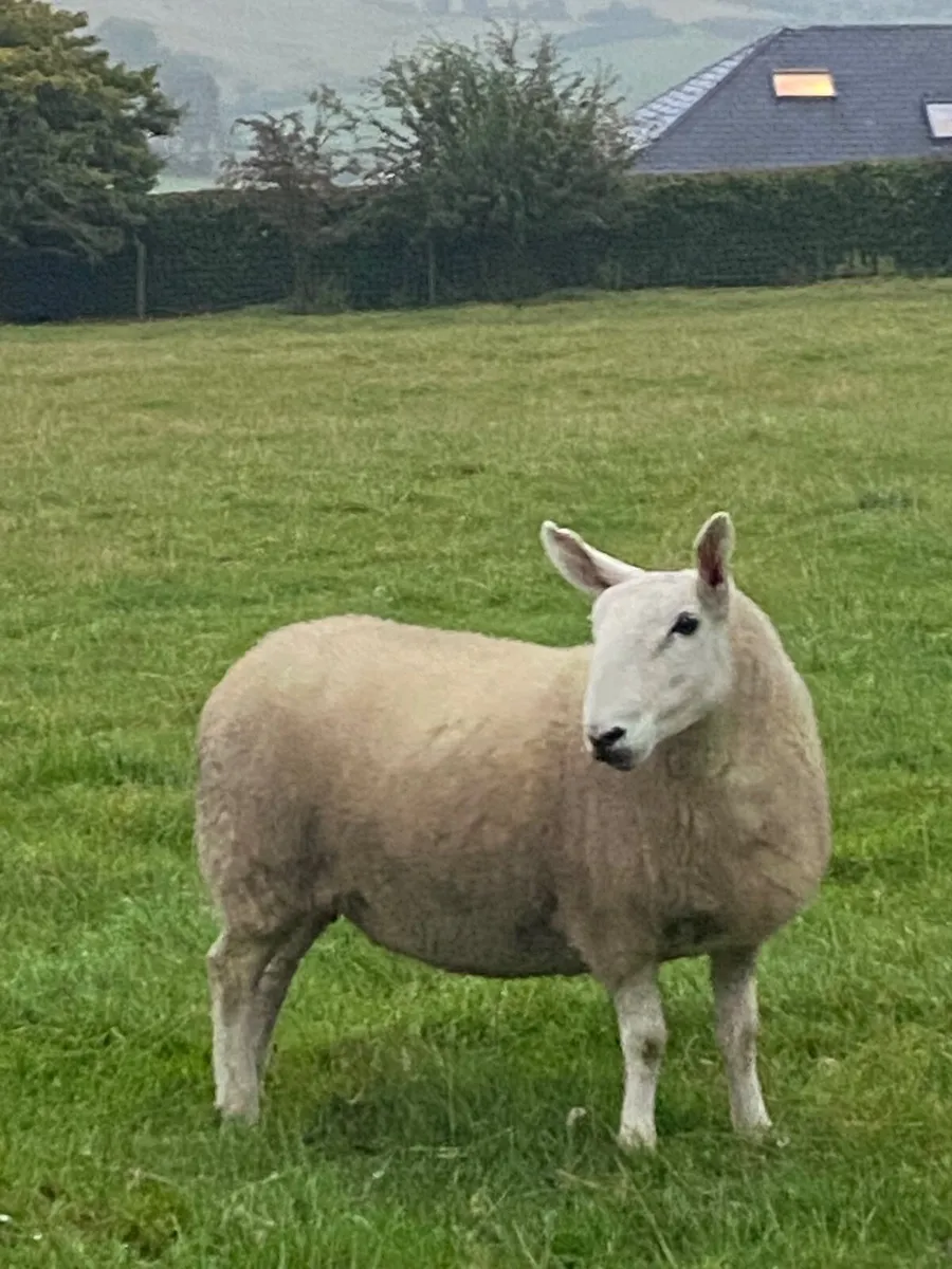 North country Cheviot hoggets - Image 2