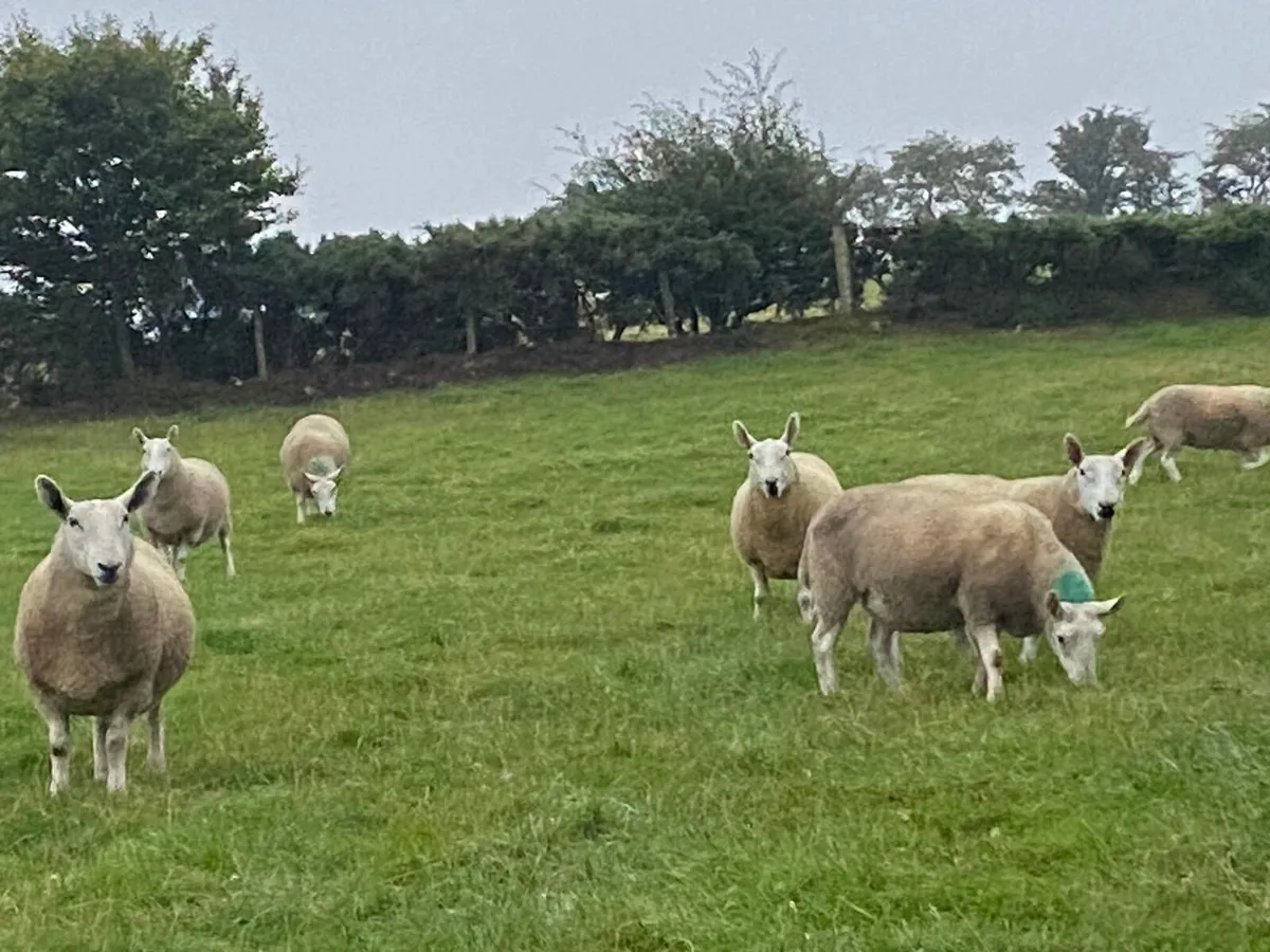 North country Cheviot hoggets - Image 3