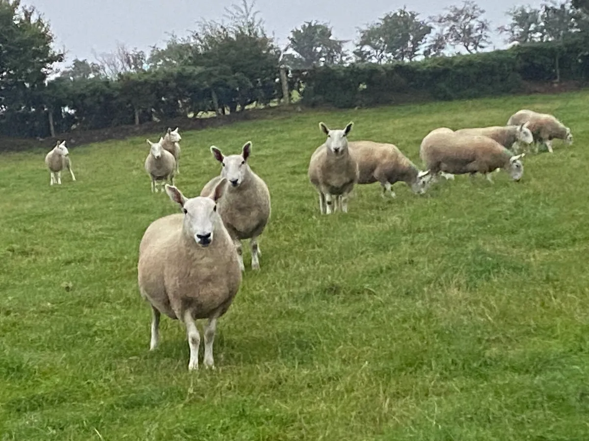 North country Cheviot hoggets - Image 4