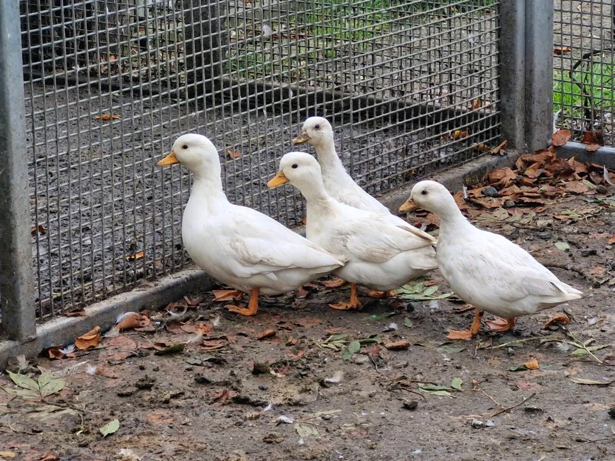 Muscovys,calls,khaki, cayuga & golden campine pair - Image 1