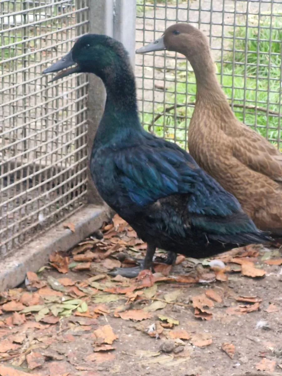 Khaki trio, cayuga drake, & brahma pullets - Image 1