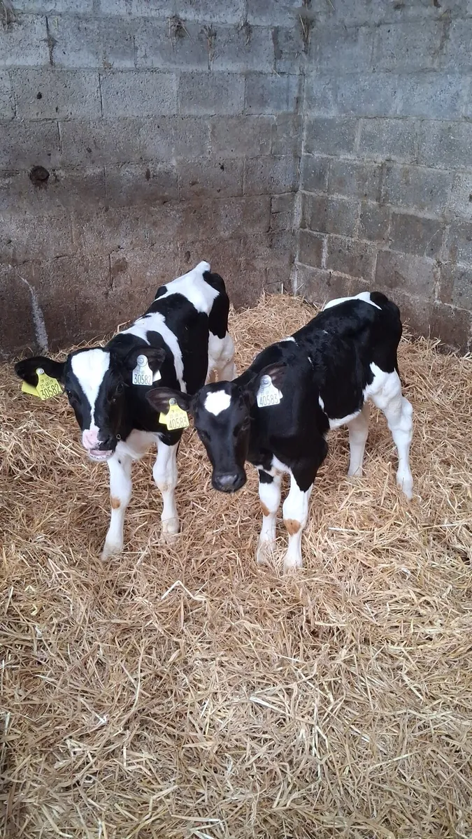 Fr bull calves - Image 1