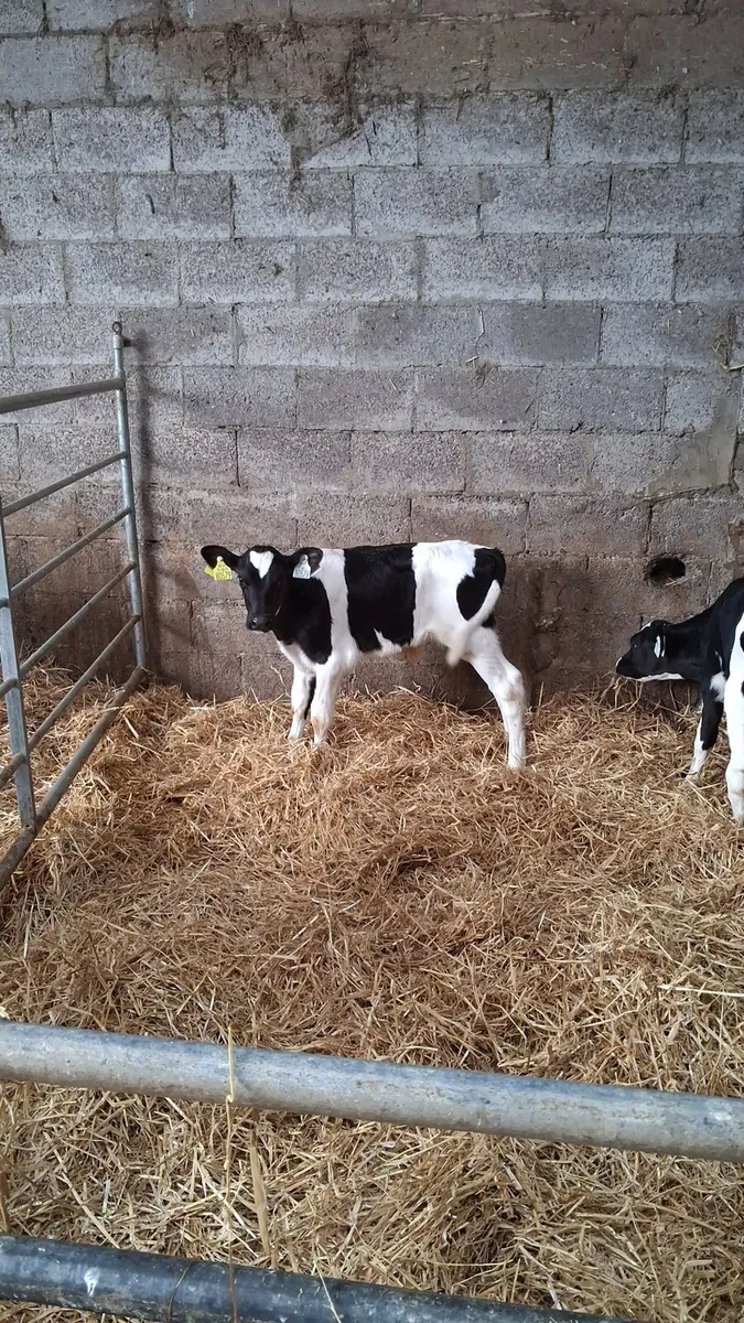 Fr bull calves - Image 2
