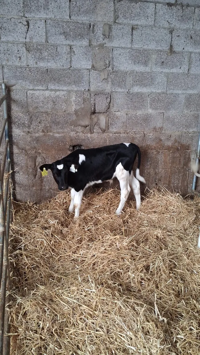 Fr bull calves - Image 3