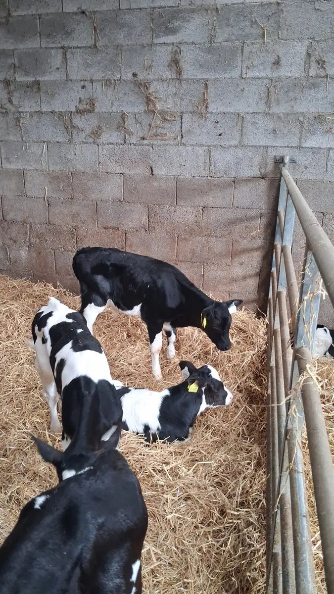 Fr bull calves - Image 4