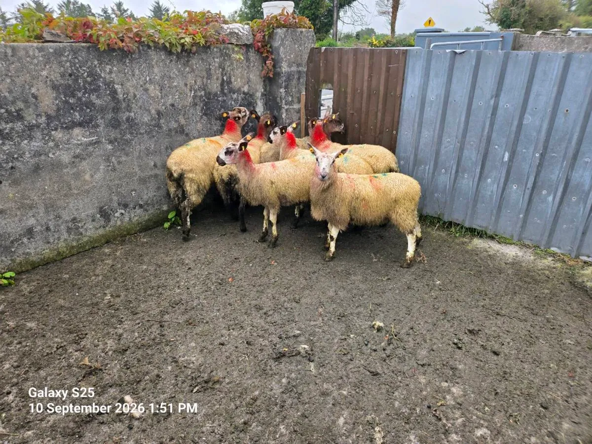Suffolk and Milford cross ewe lambs - Image 1