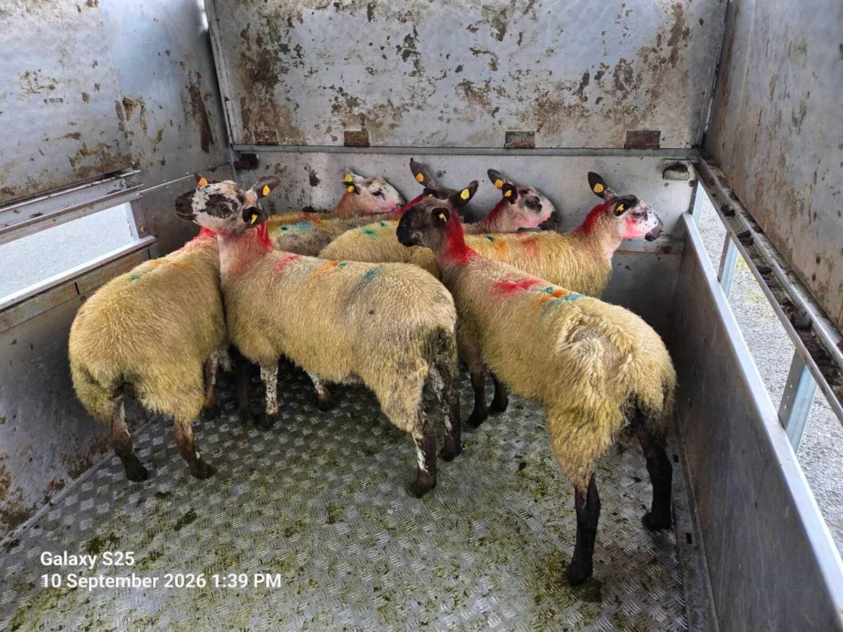 Suffolk and Milford cross ewe lambs - Image 2