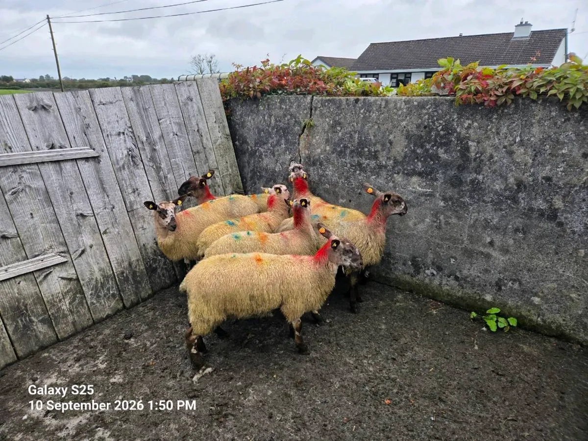 Suffolk and Milford cross ewe lambs - Image 4