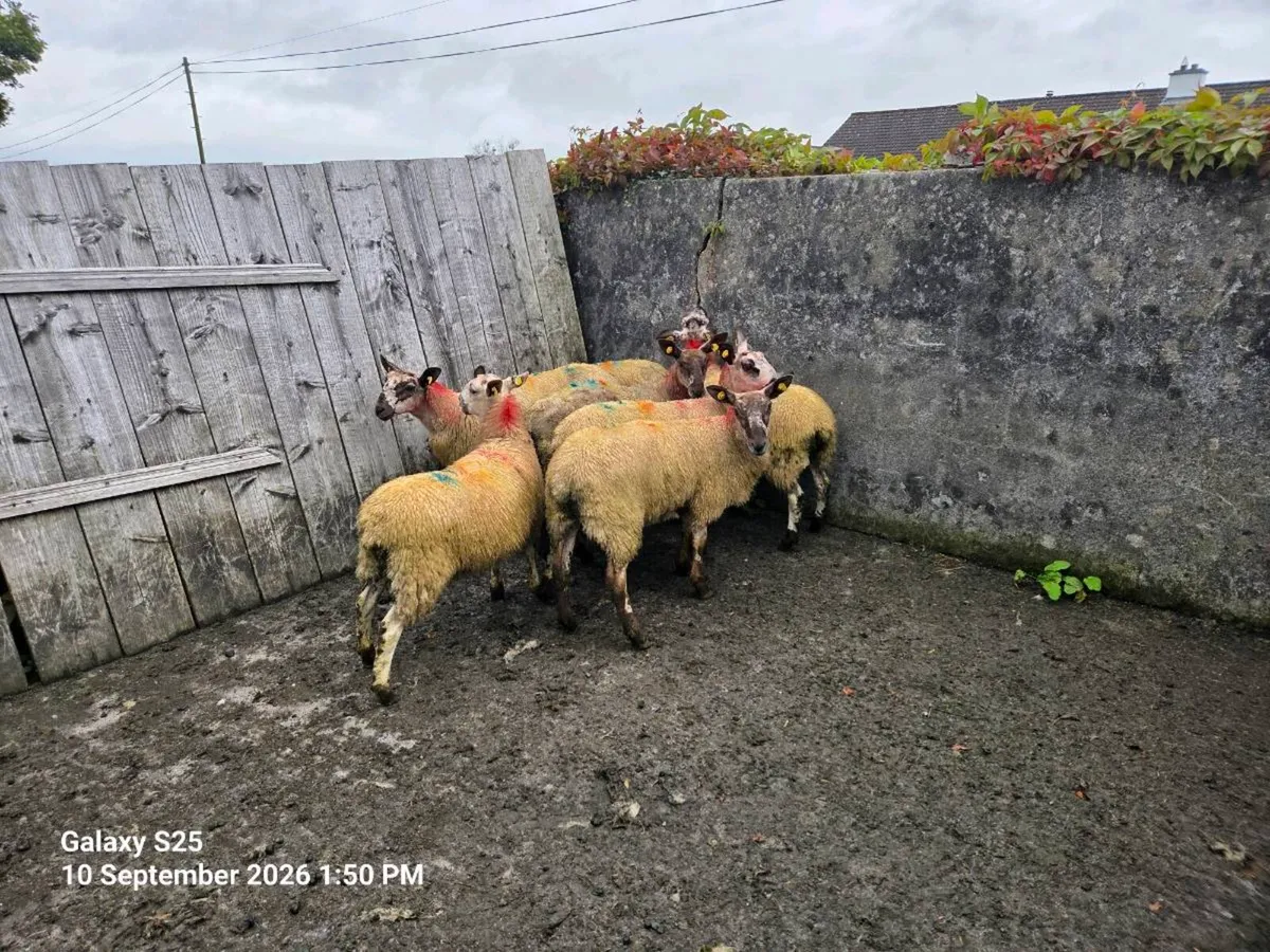 Suffolk and Milford cross ewe lambs - Image 3
