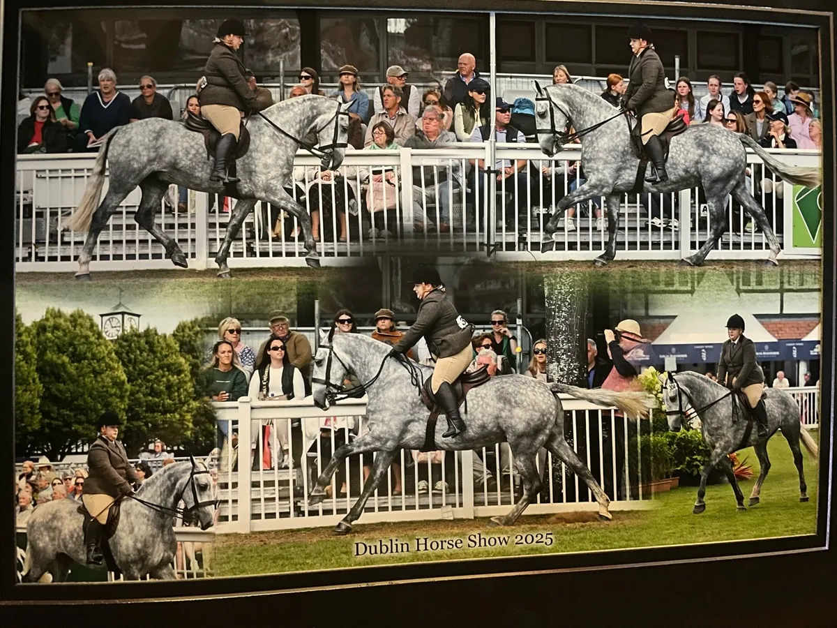 7yo 155cm  fun cob all rounder - Image 1