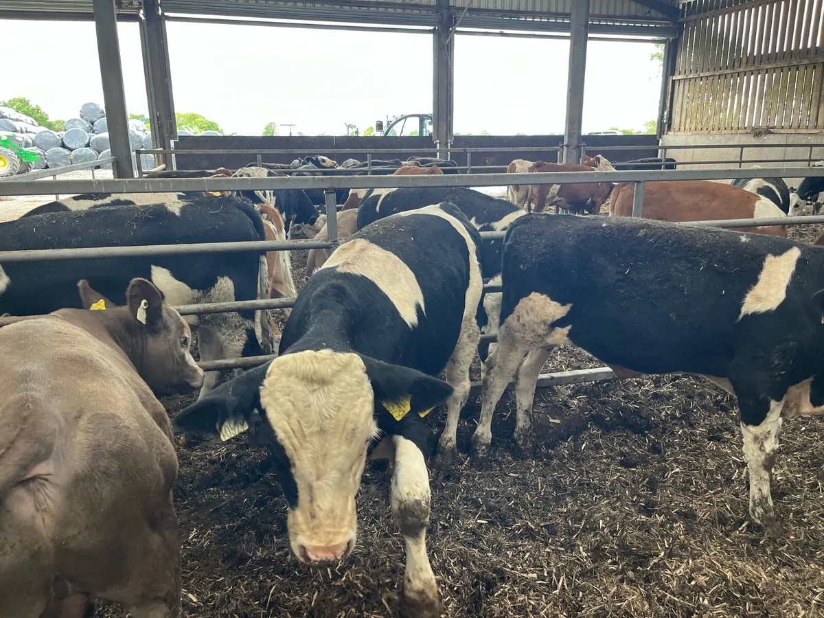 Weanlings - Image 1