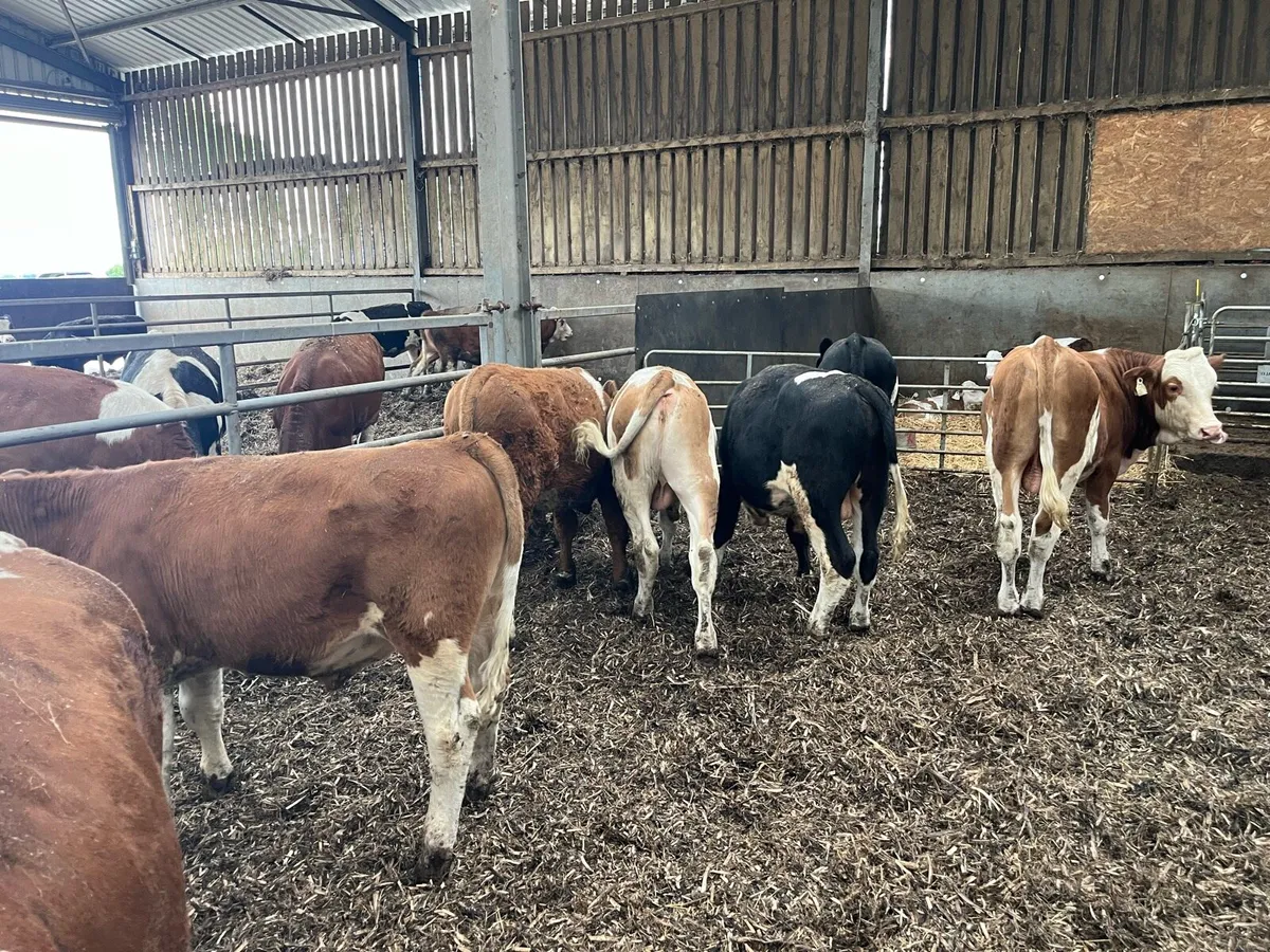 Weanlings - Image 2