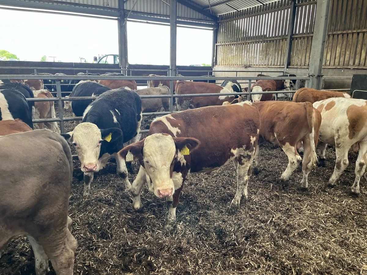 Weanlings - Image 3