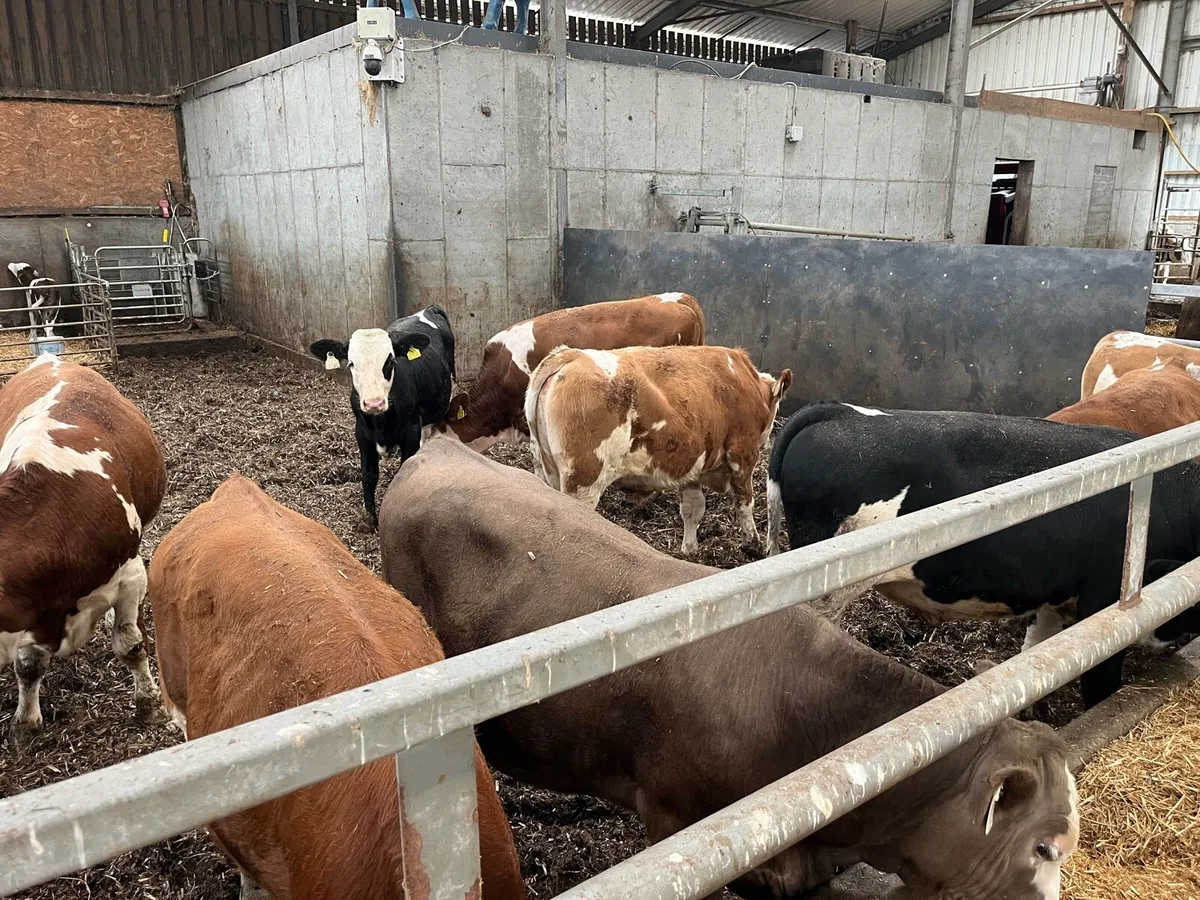 Weanlings - Image 4