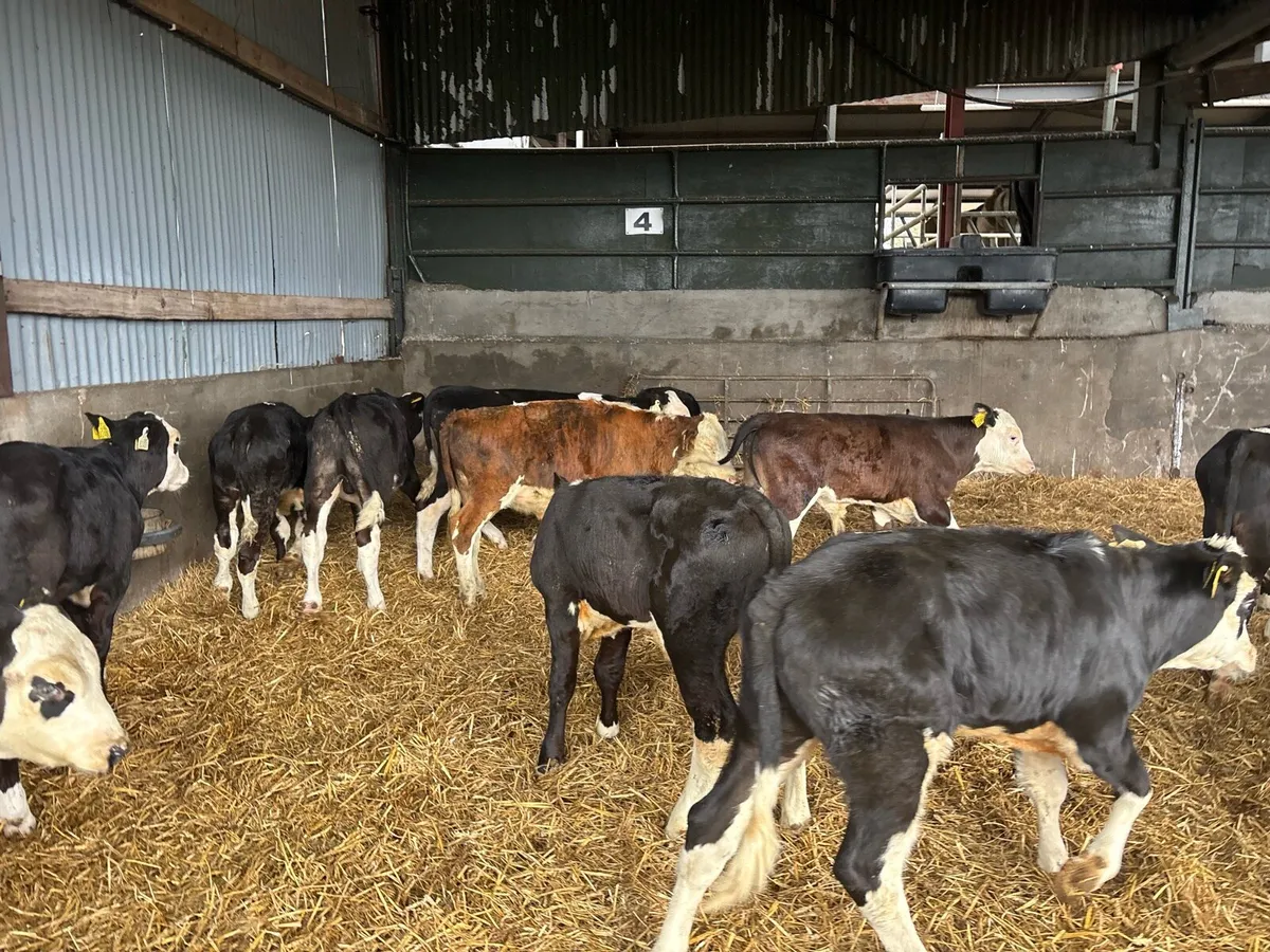 10 super Hereford bull runners - Image 3