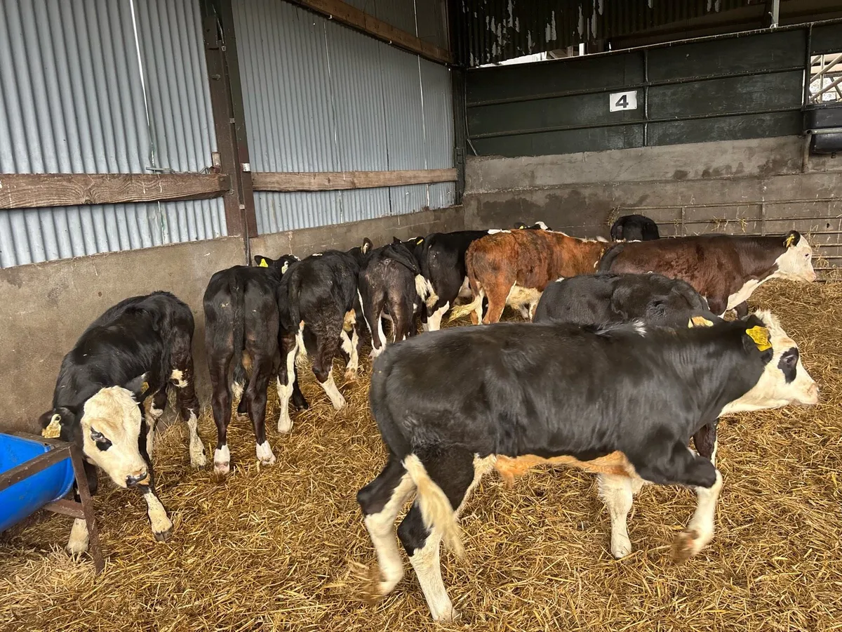 10 super Hereford bull runners - Image 4