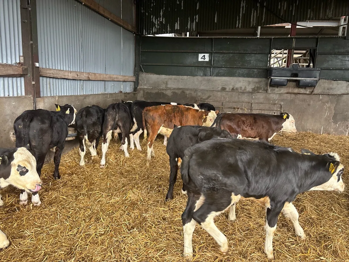 10 super Hereford bull runners - Image 2