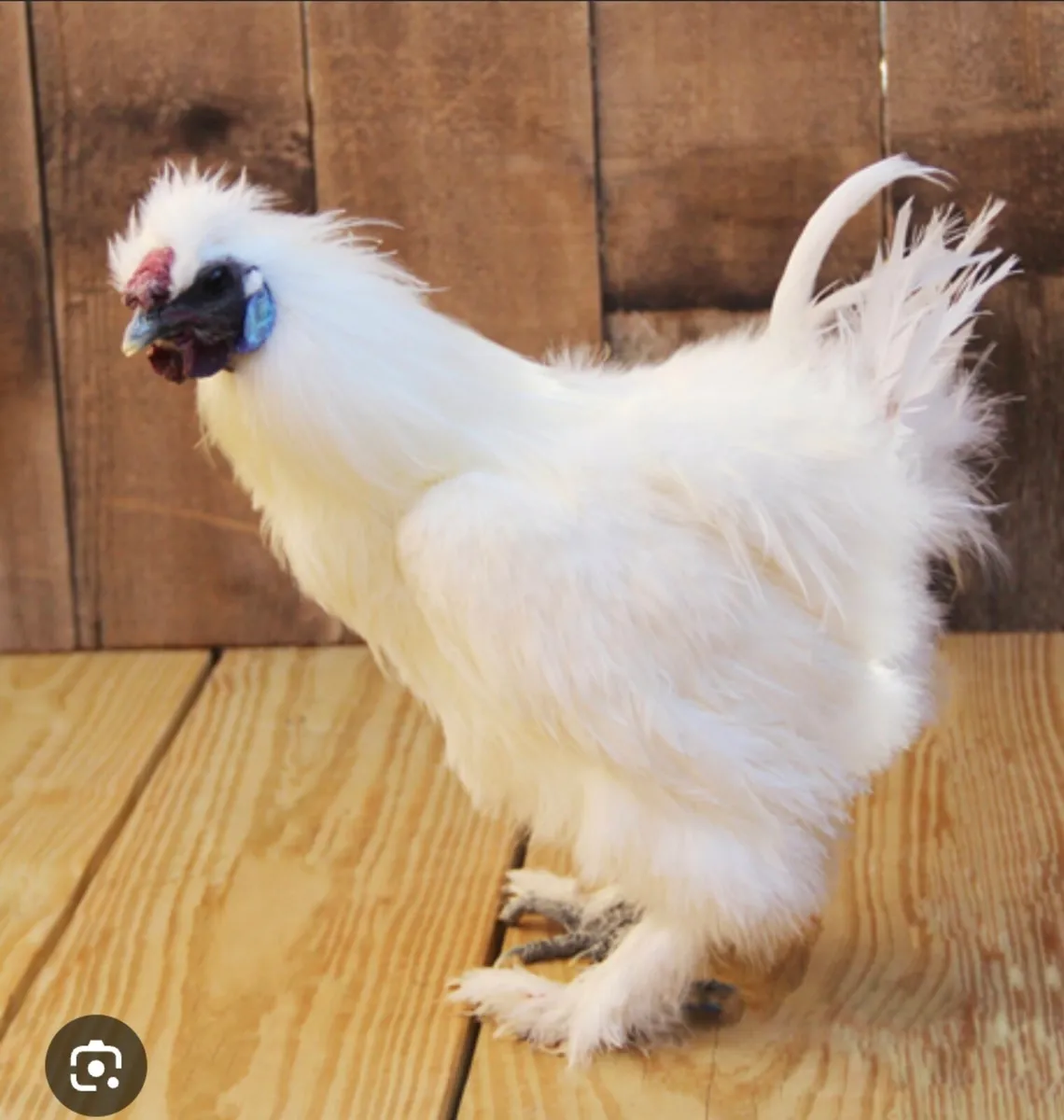 Silkie rooaters