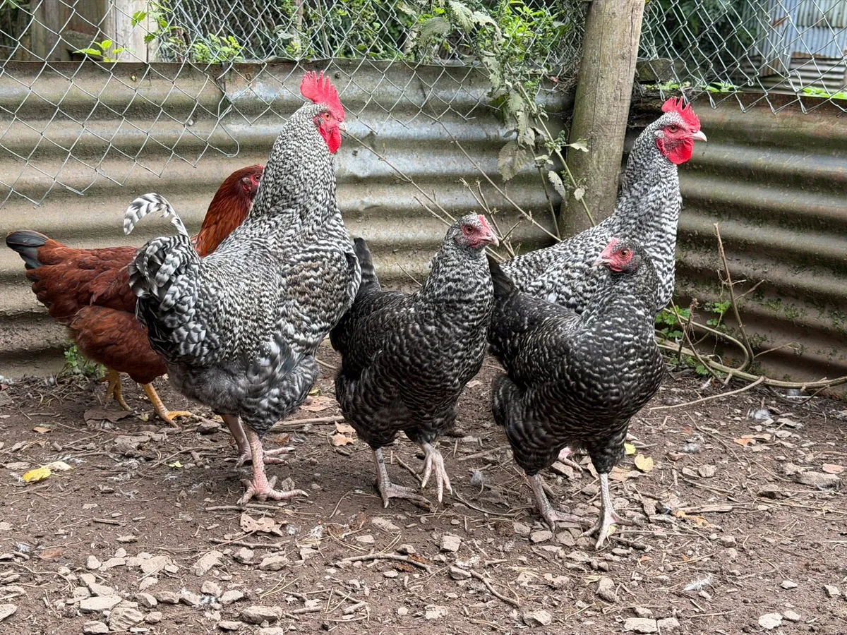 Pullets - Image 2