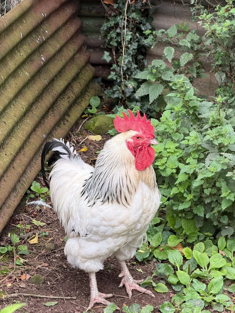 Pullets - Image 3