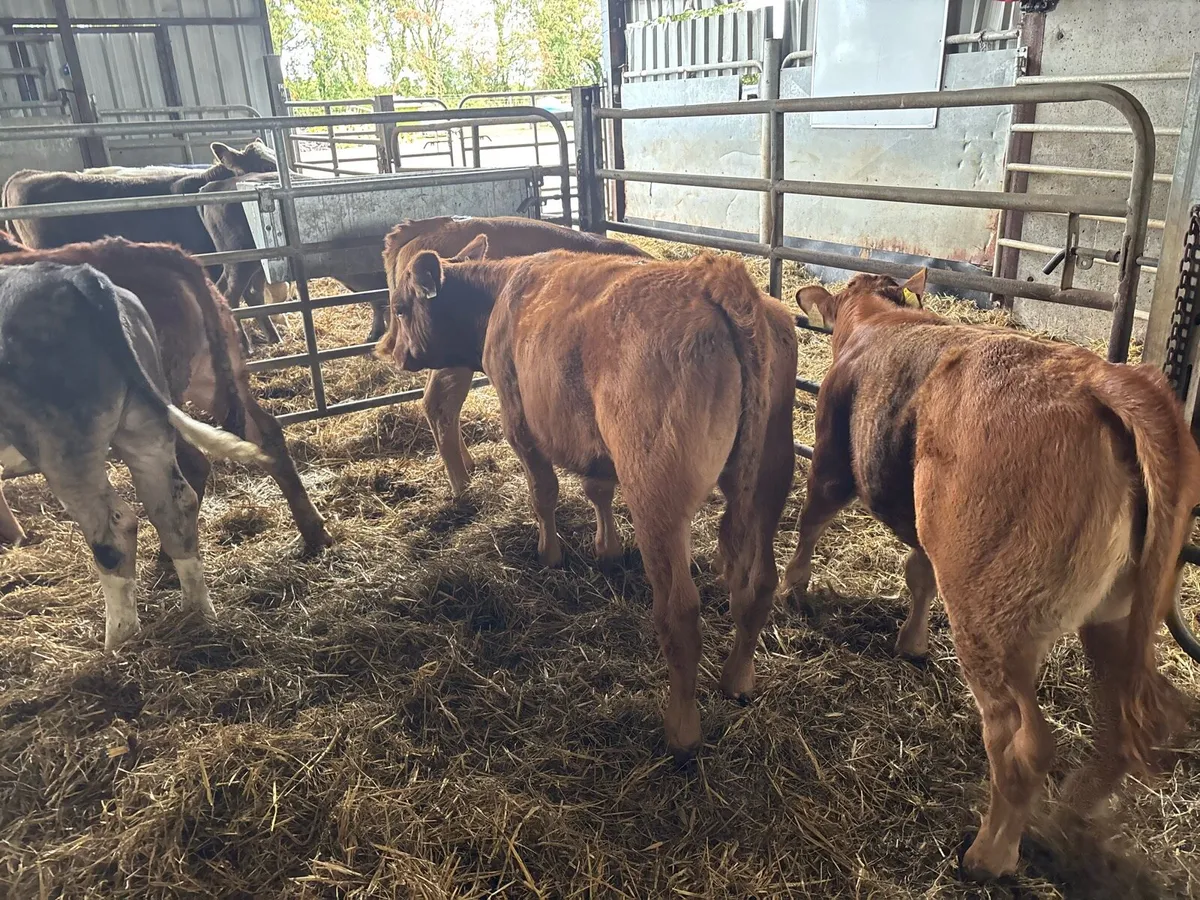 5 super limosin runner heifers - Image 2