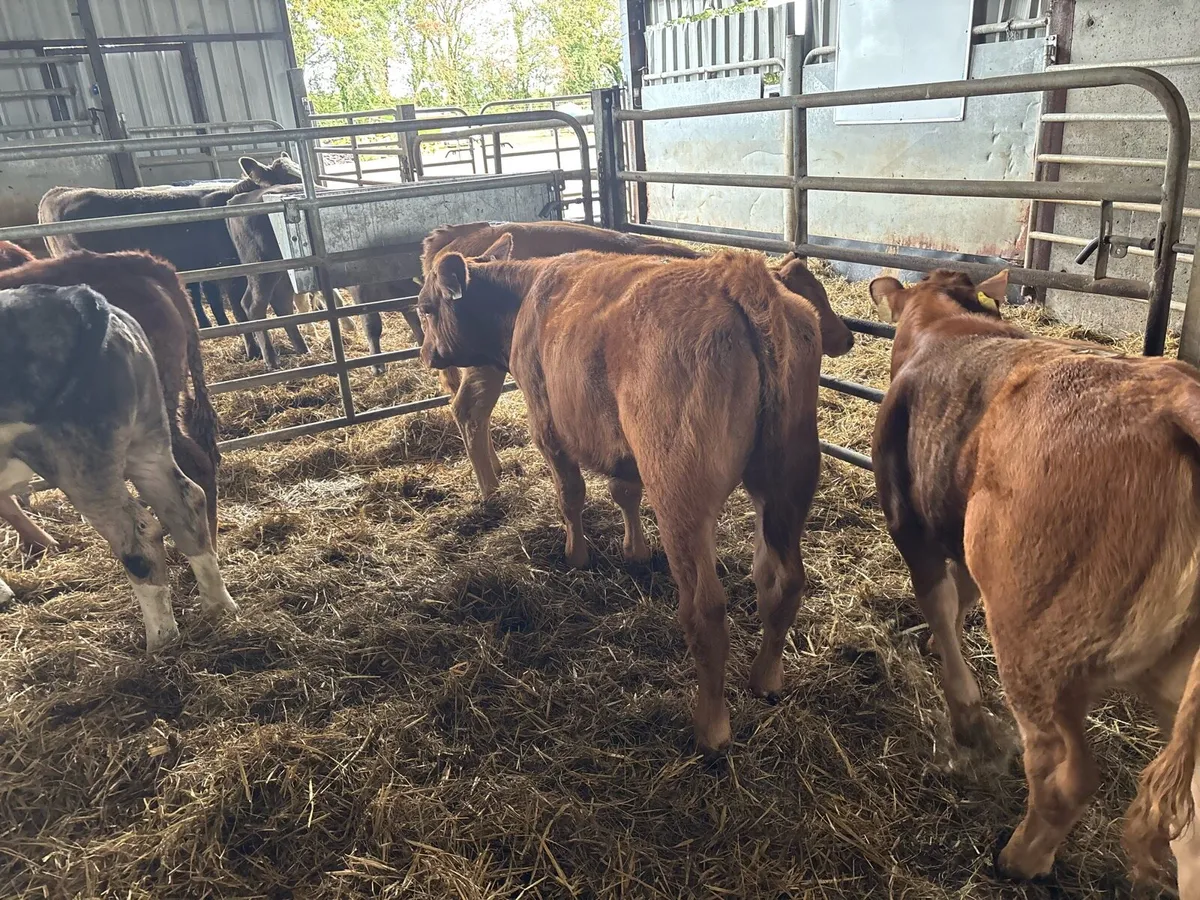 5 super limosin runner heifers - Image 3