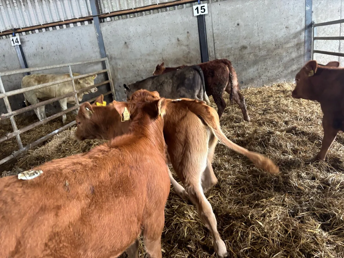 5 super limosin runner heifers - Image 4