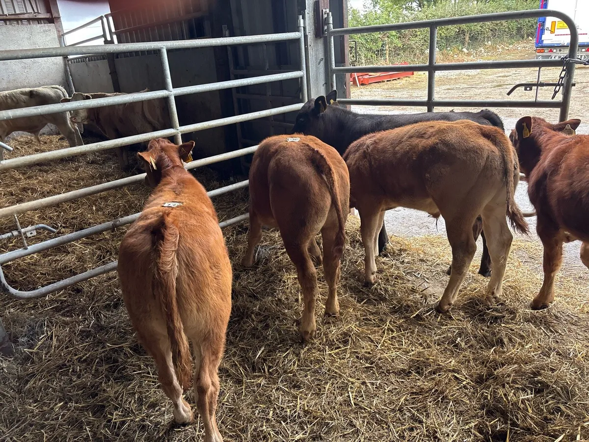 6 super limosin bull runners - Image 2